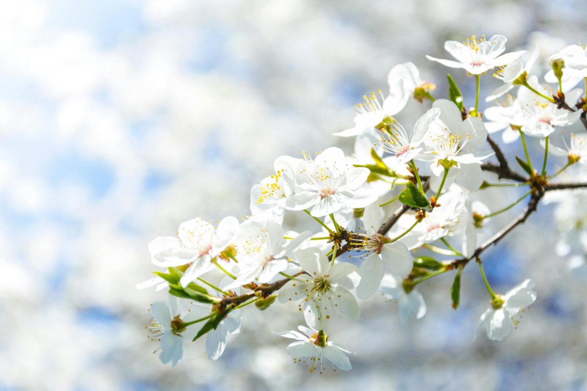 Connections: Springing Ahead