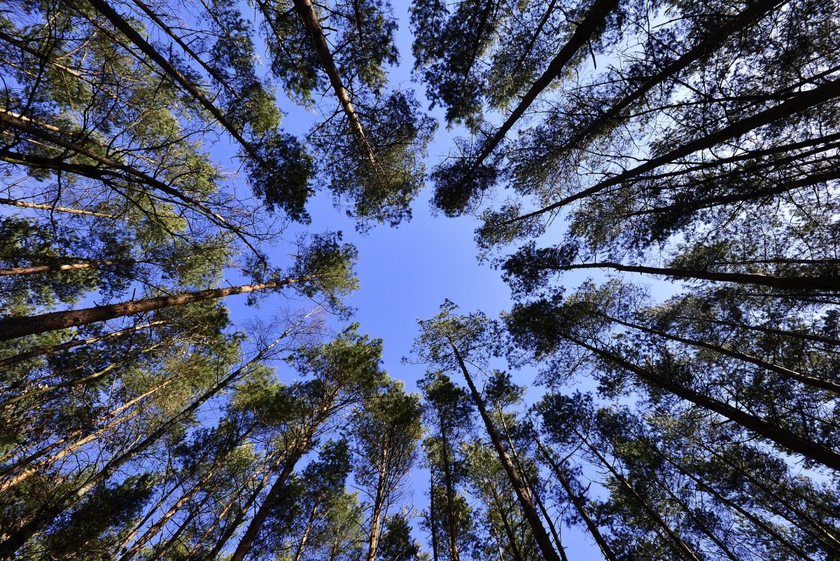 Eco-friendly Search Engine Leads to Over 800 Trees Planted by GPS